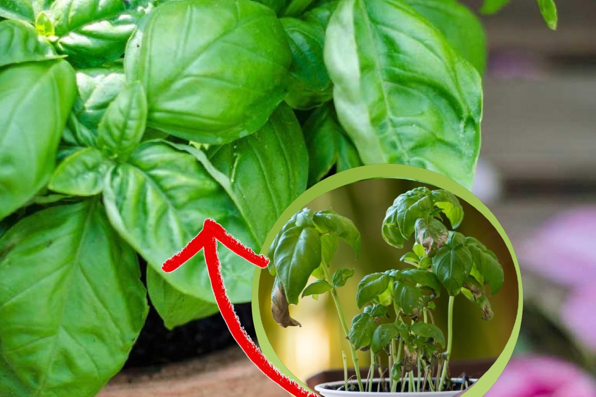 ecco come coltivare il basilico basilico secco