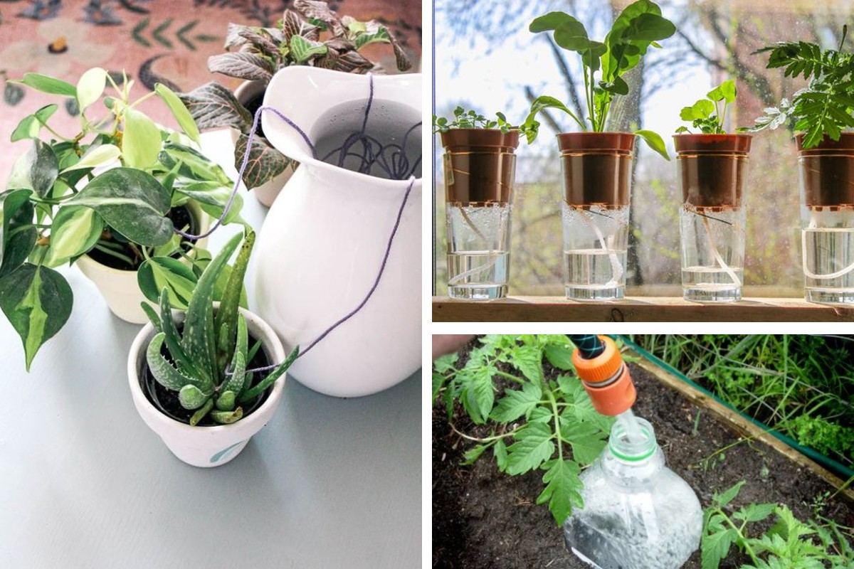 ecco come innaffiare le tue innaffiare le piante in vacanza