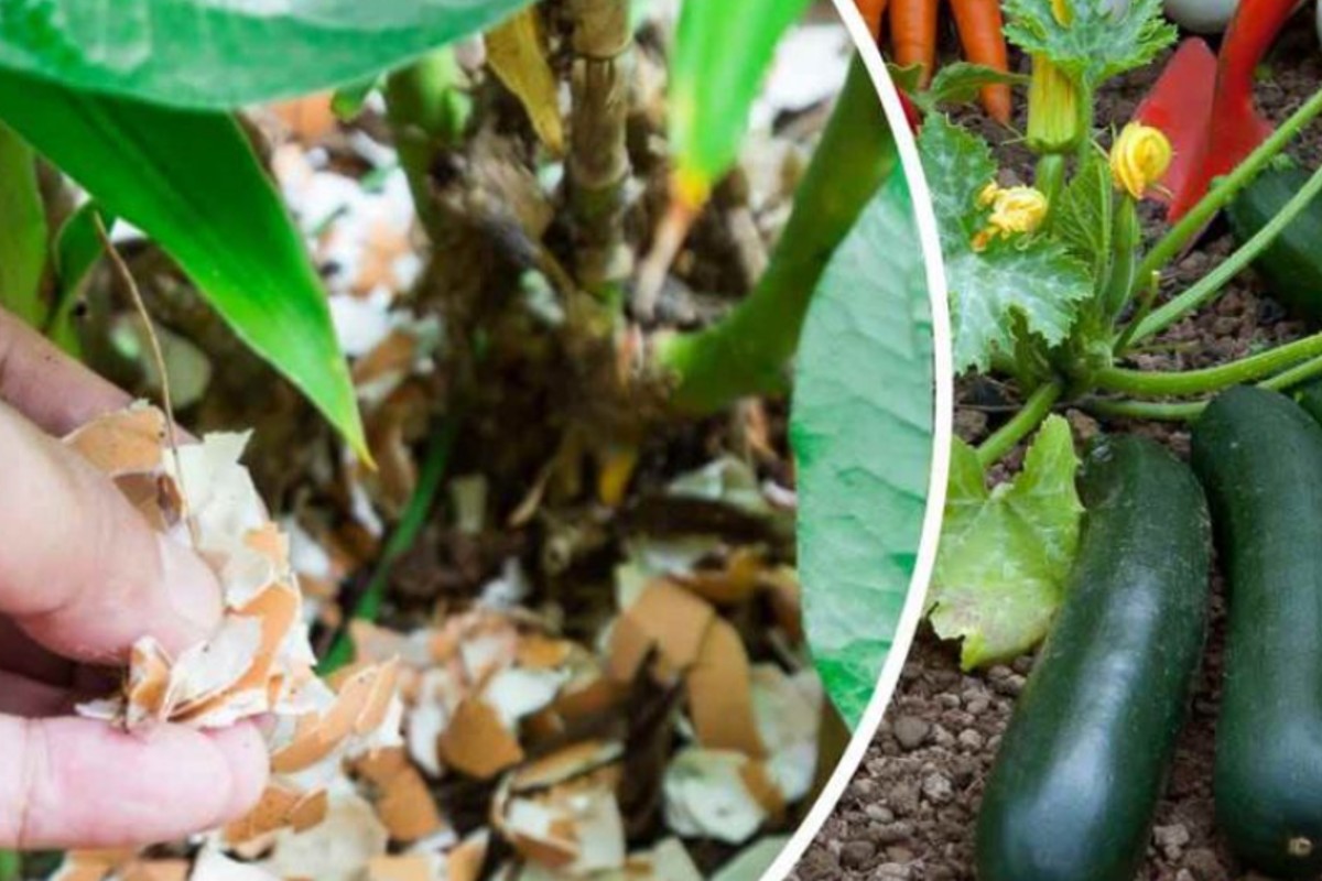 gusci duovo vai a seminarli gusci di uova