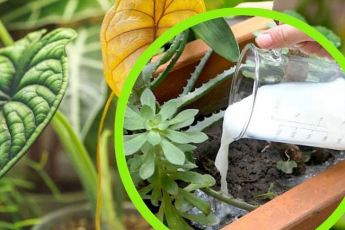 latte nelle piante lo stanno latte nel giardino