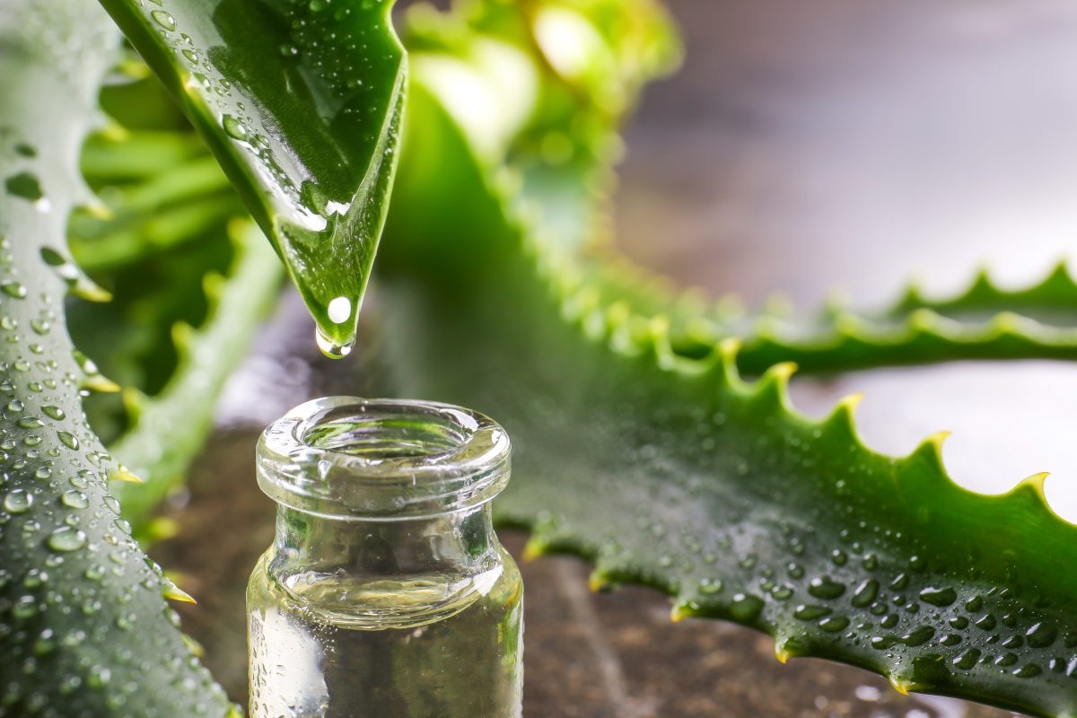 lolio di aloe vera e AdobeStock 281164252