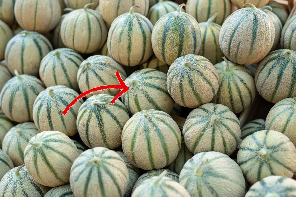 melone cantalupo ma comprato cosi melone cantalupo