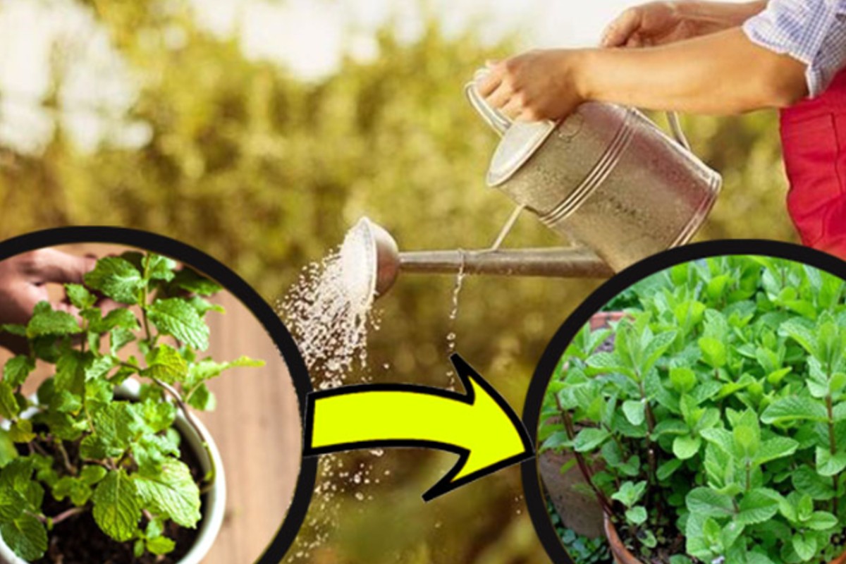 menta mai piu poche foglie menta in casa