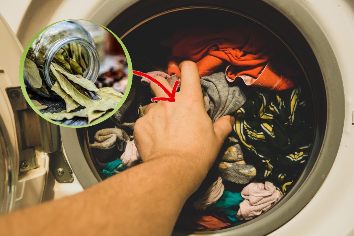 metti lalloro in lavatrice per alloro in lavatrice