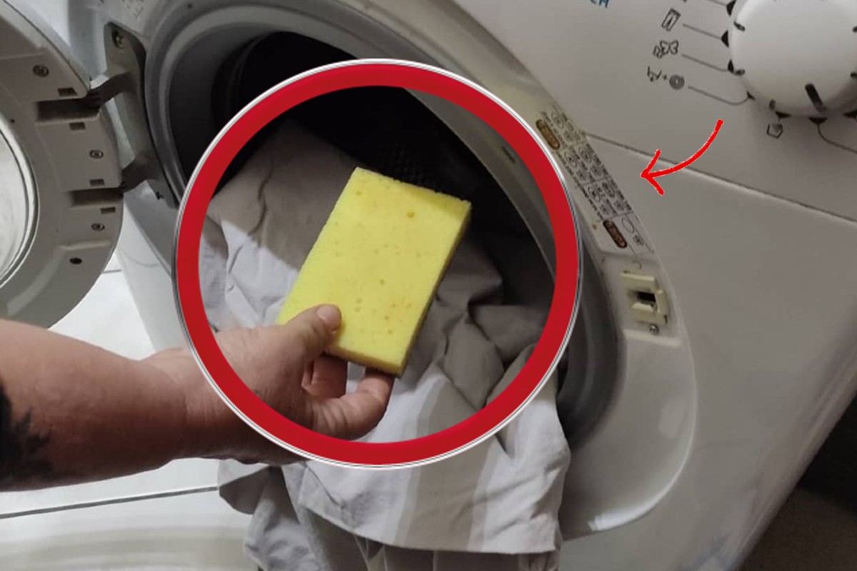 peli di cani e gatti spugna in lavatrice cerchio rosso