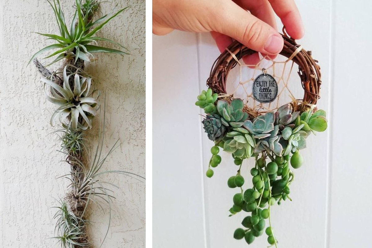 piante grasse come realizzare dei piante grasse da appendere 3