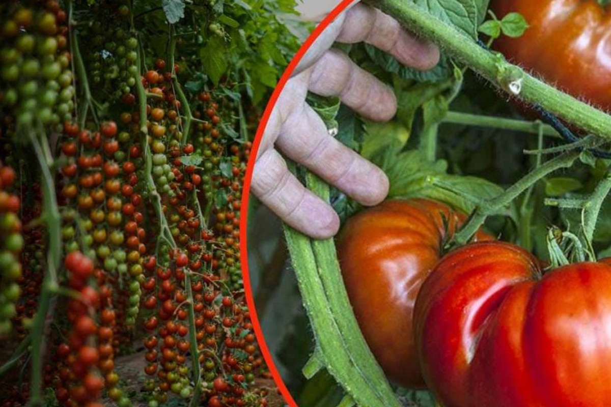 pomodori giganti nellorto basta un pomodori gi ganti