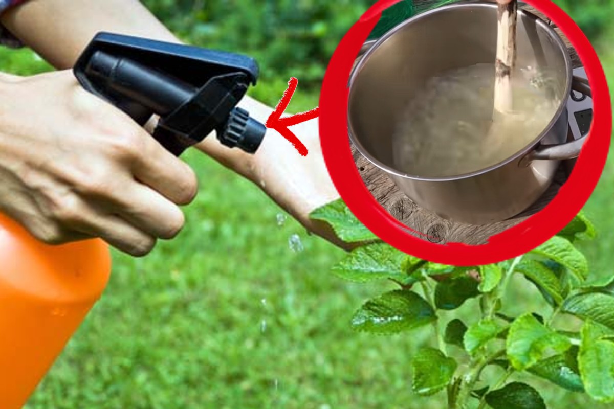 repellente naturale contro gli insetti insetticida 3