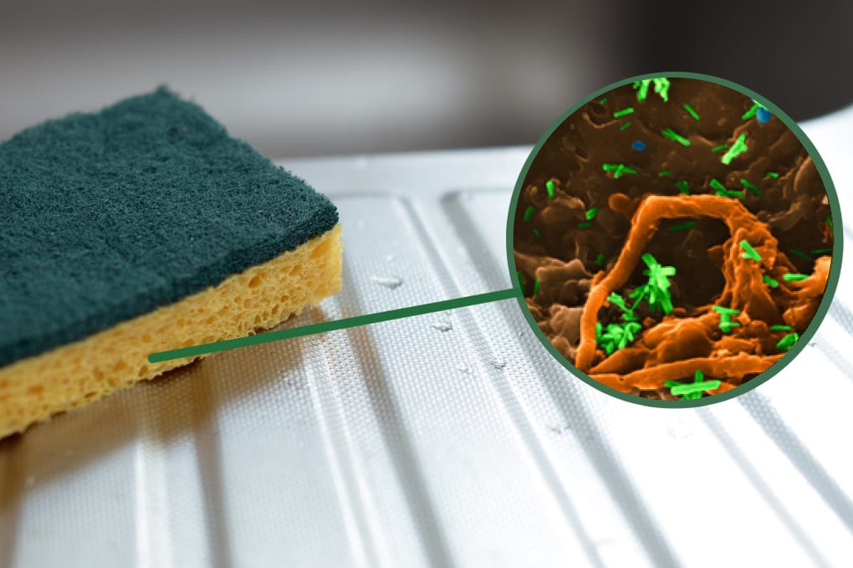 spugnette per i piatti vero batteri.spugna 1