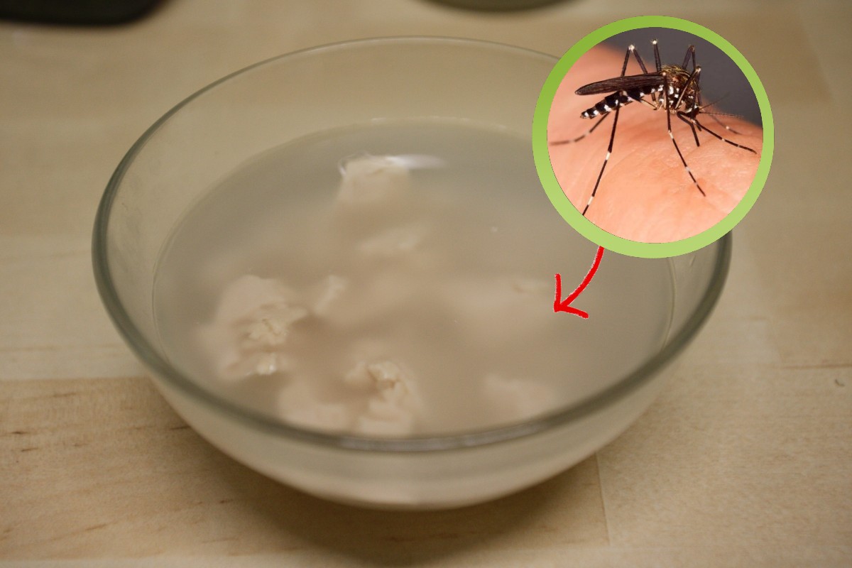 tormentati dalle zanzare il trucco trappola zanzare 2