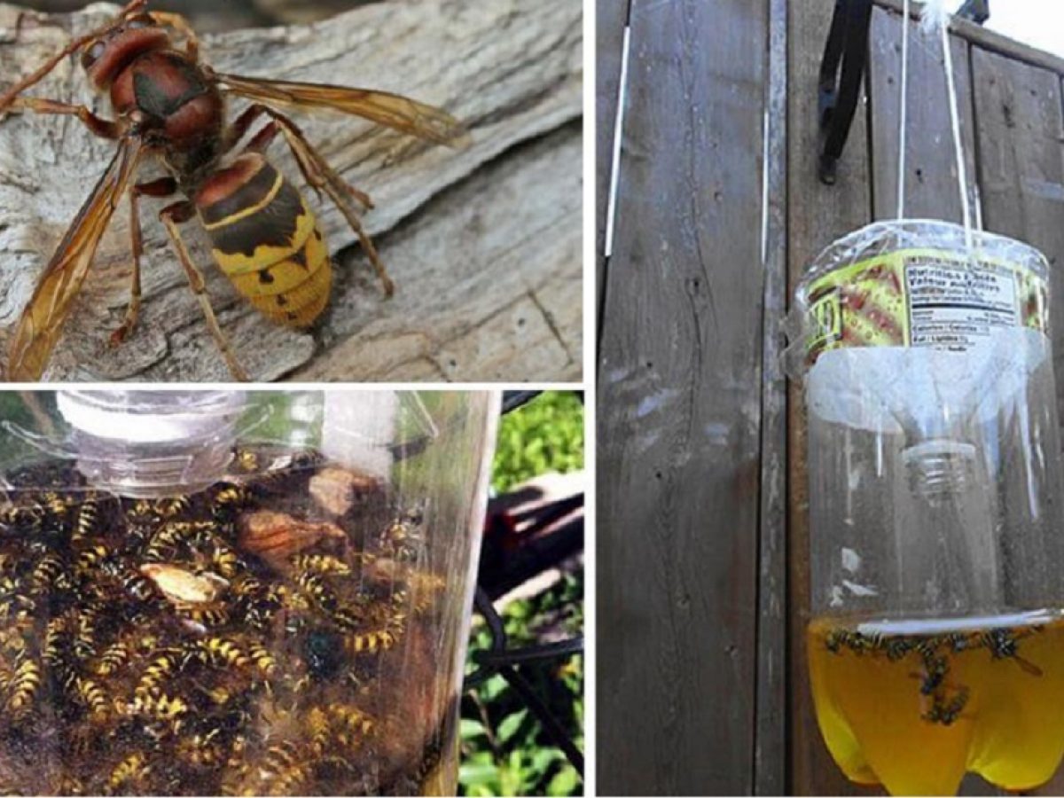 trappola per vespe a costo trappola per calabroni birra fai da te 1200x900 1