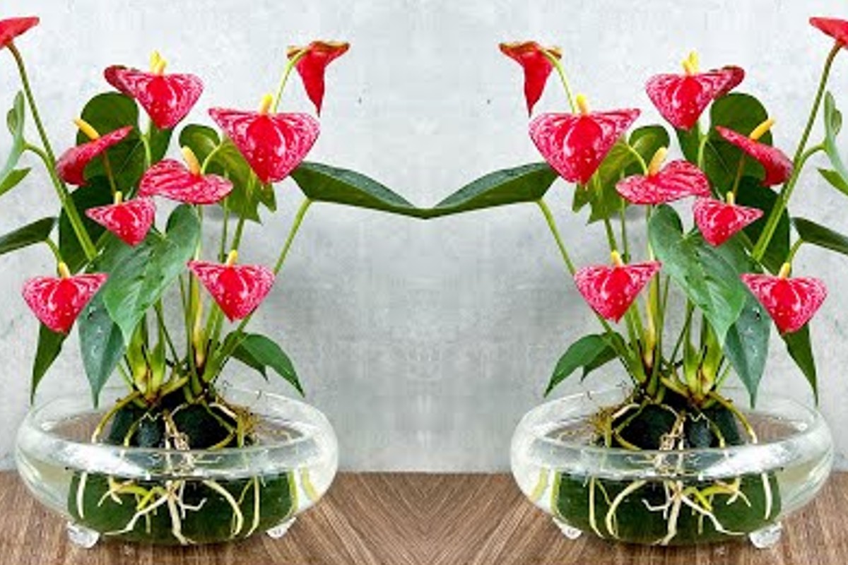 anthurium rosso coltivalo cosi per anturium