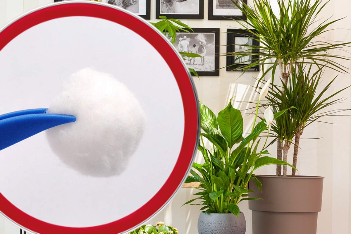 batuffoli di cotone nelle piante batuffolo di cotone bianco 1