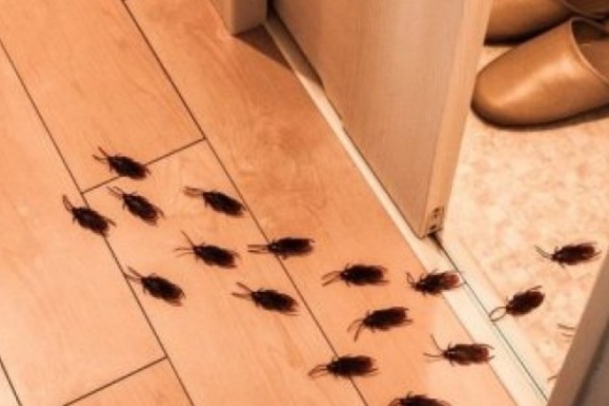 blatte perche entrano in casa blatte 2