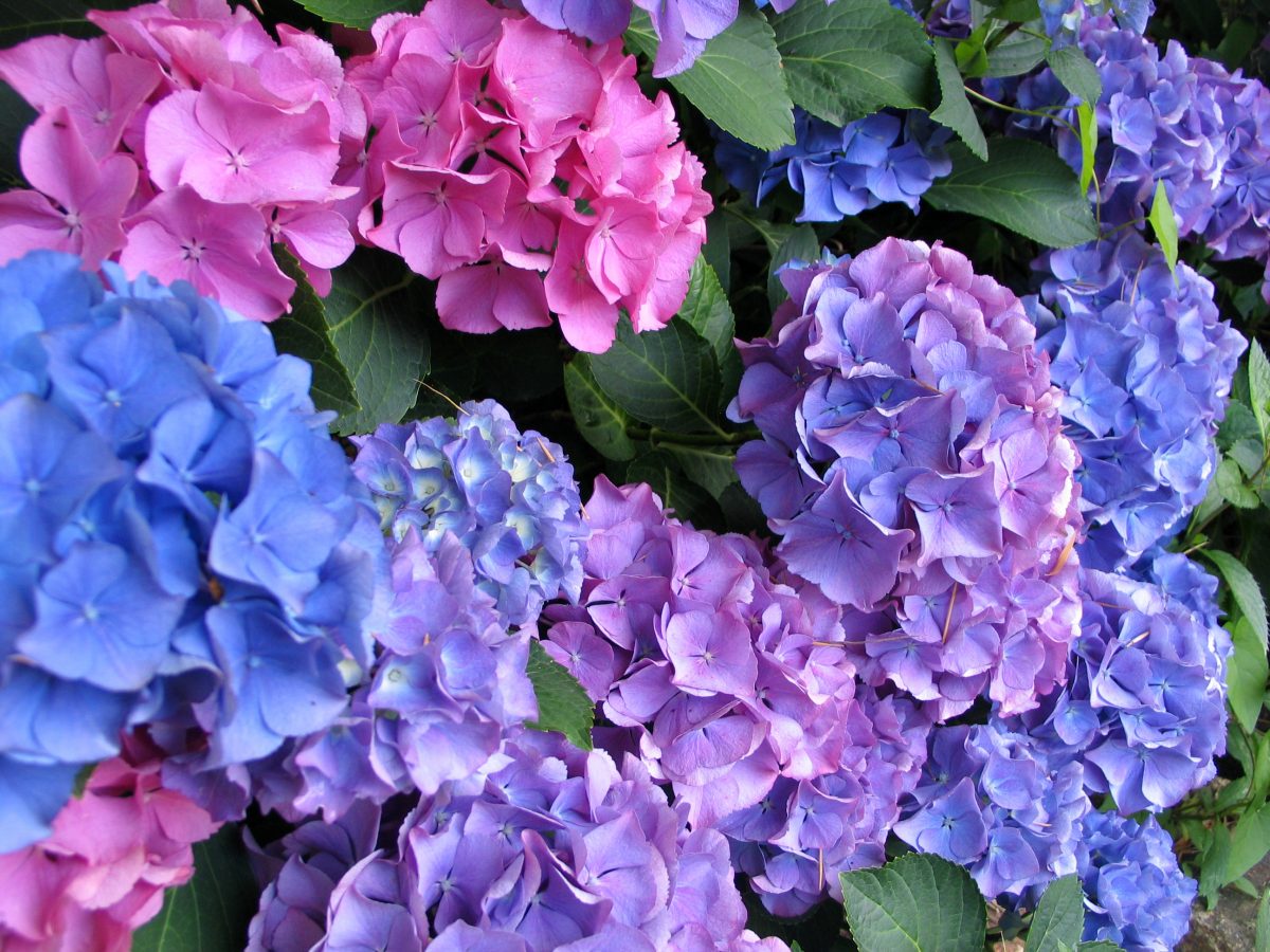 come coltivare lortensia per averla come coltivare lortensia in vaso AdobeStock 3544672 1200x900 1