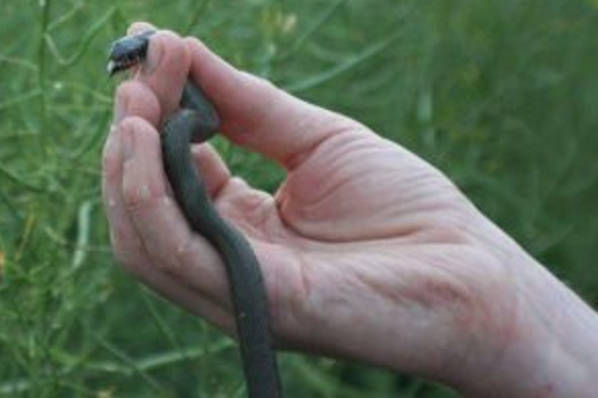 come eliminare le bisce dal bisce in giardino