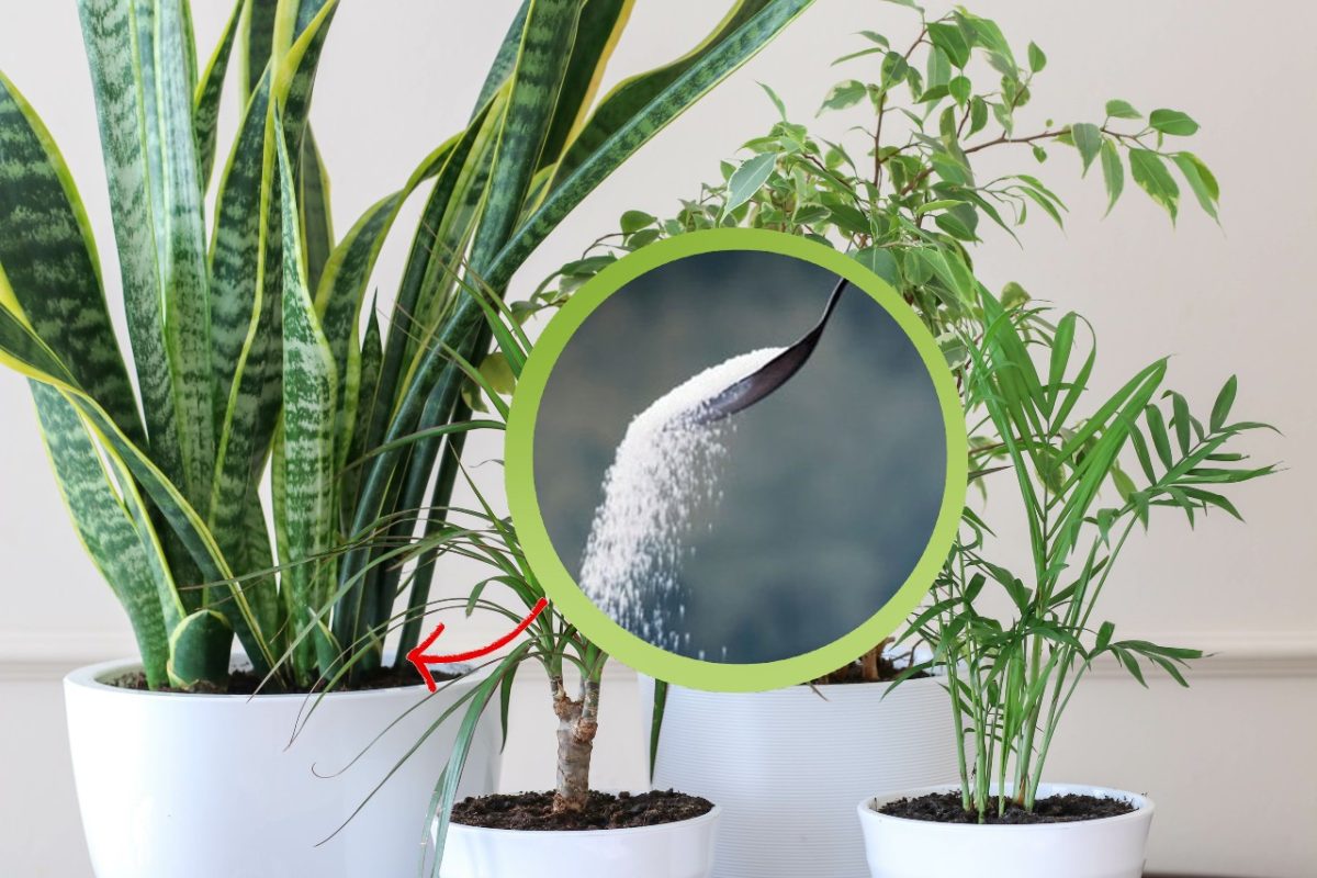 come far crescere a vista san severia