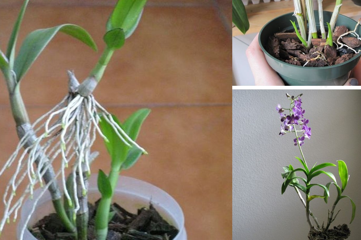 come riprodurre orchidee dai vecchi orchidea 3