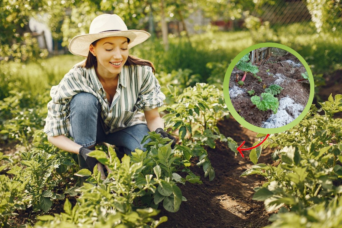 farina altro che in cucina farina in giardino