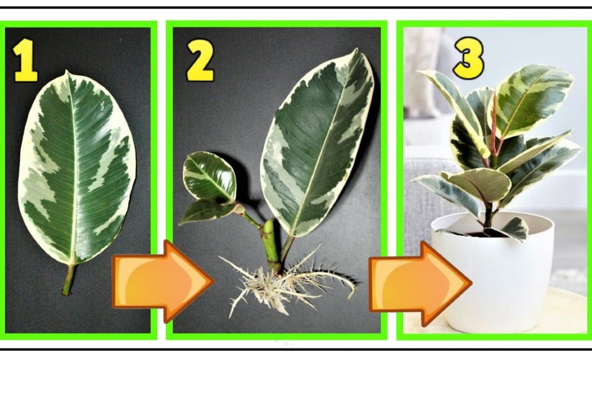 ficus 2 incredibili tecniche per ficus 3