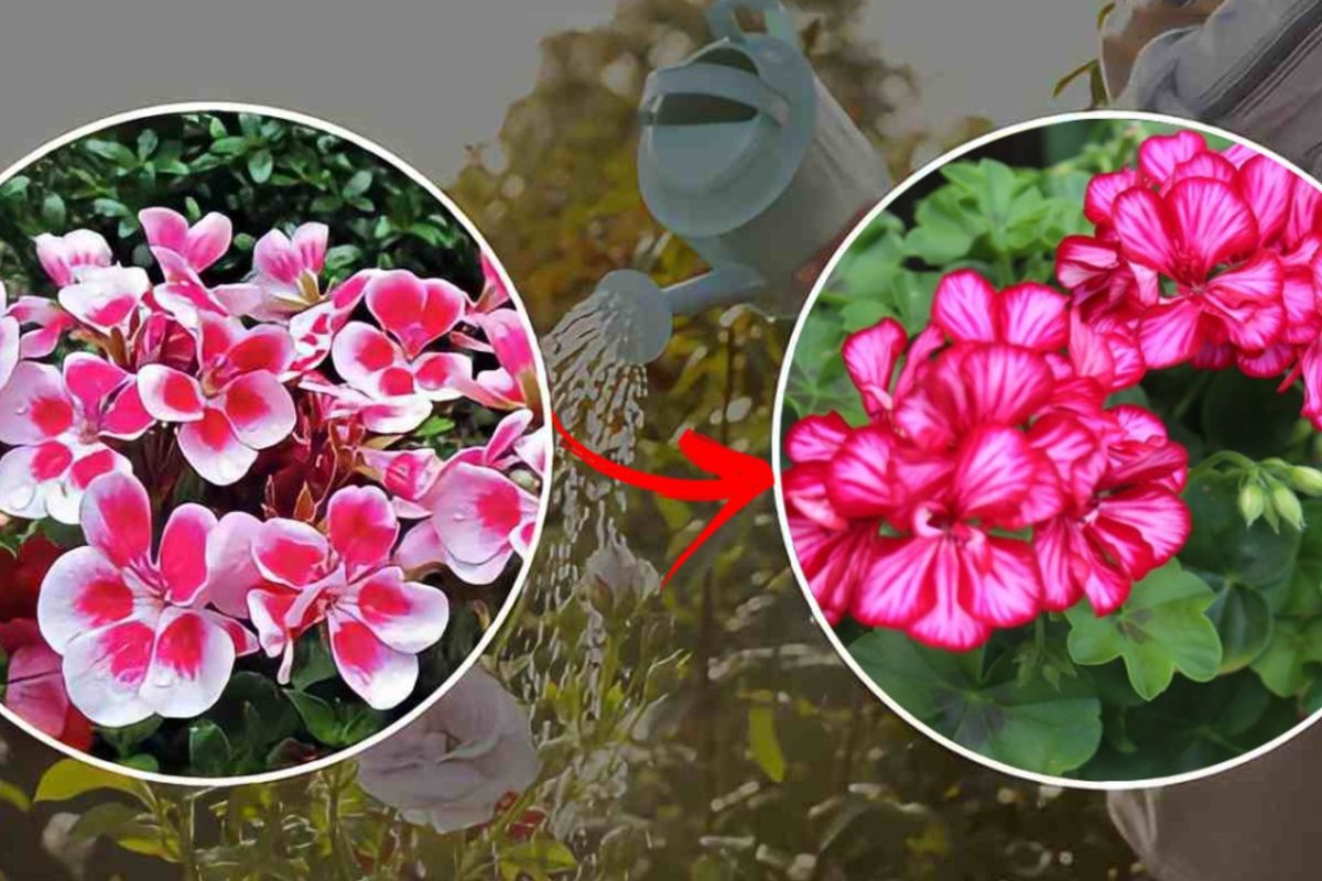 gerani non annaffiarli cosi li gerani fioritura 2