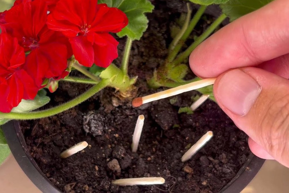 hai mai provato questo metodo fiammiferi nelle piante