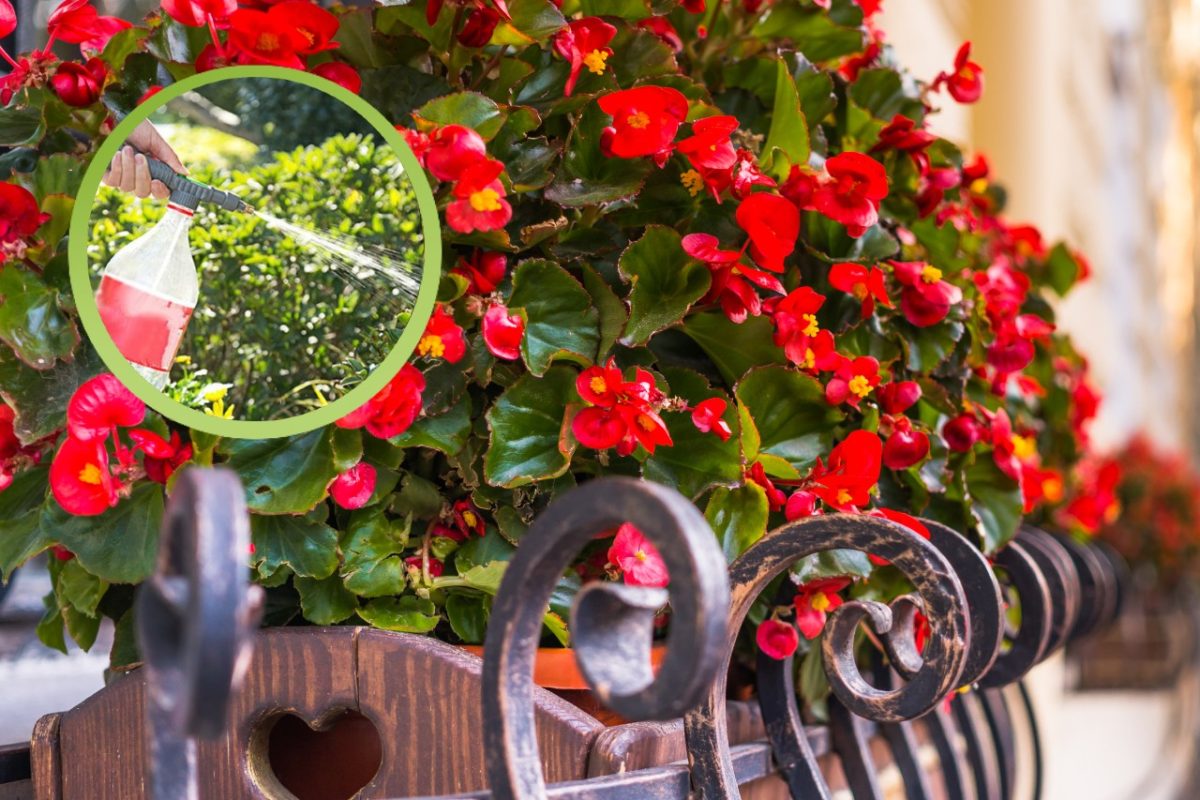 i 5 consigli dei giardinieri begonia 1