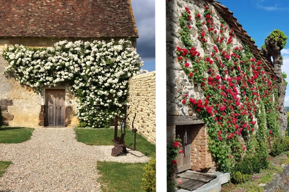 le 6 rampicanti per balconi piante rampicanti balcone e giardino