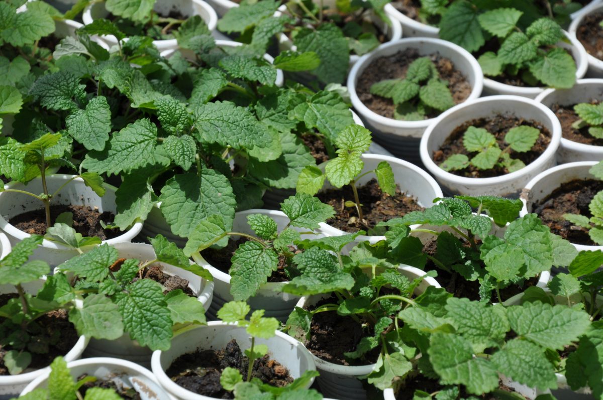 menta 5 segreti per AdobeStock 410621550