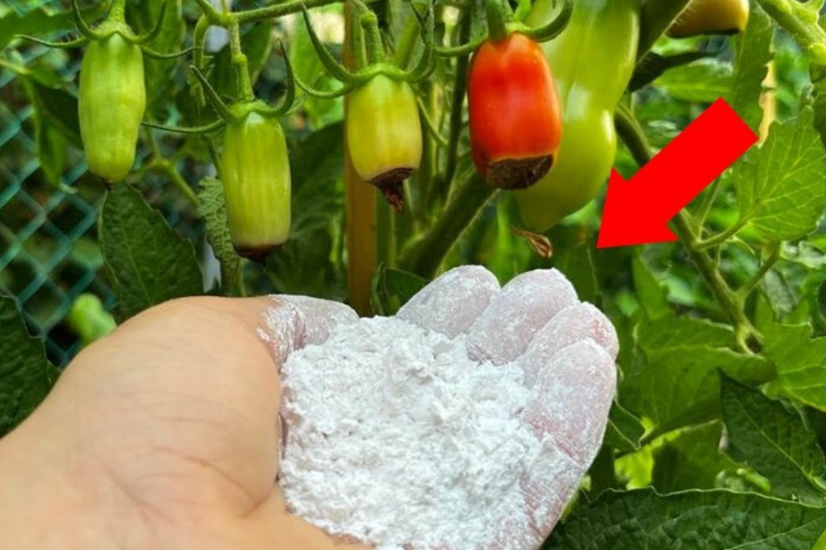 mettilo urgentemente se le piante pomodori senza calcio