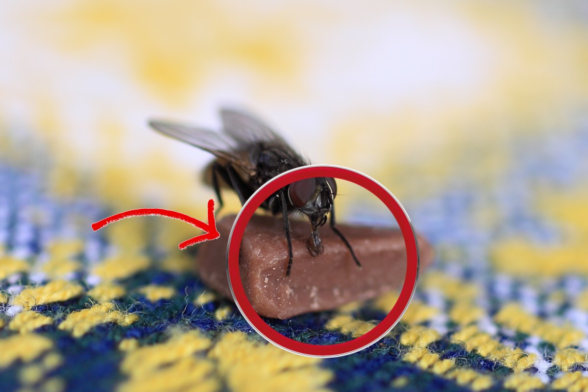 mosche il trucco naturale piu mosche addio 1