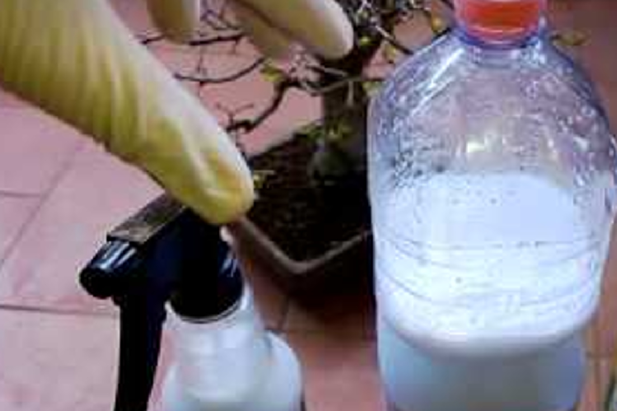 olio bianco preparalo a casa 335494ef83834647cbd1b405122dd89a