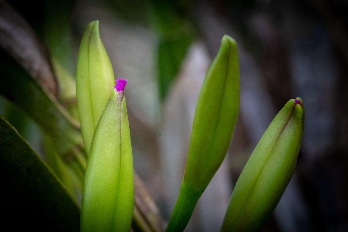 orchidee gli esemplari piu facili AdobeStock 378217355