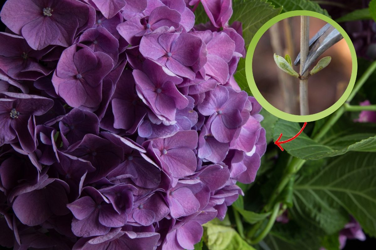 ortensie per averle sane e ortensie 2