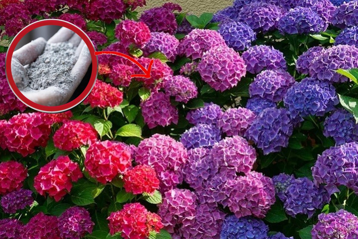 ortensie puoi cambiare il loro ortensia 2