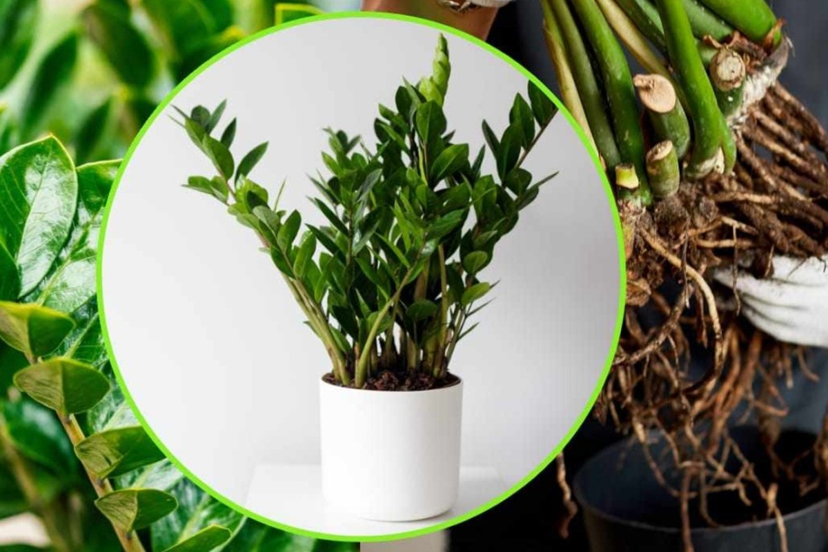 pianta di padre pio se pianta padre pio 3