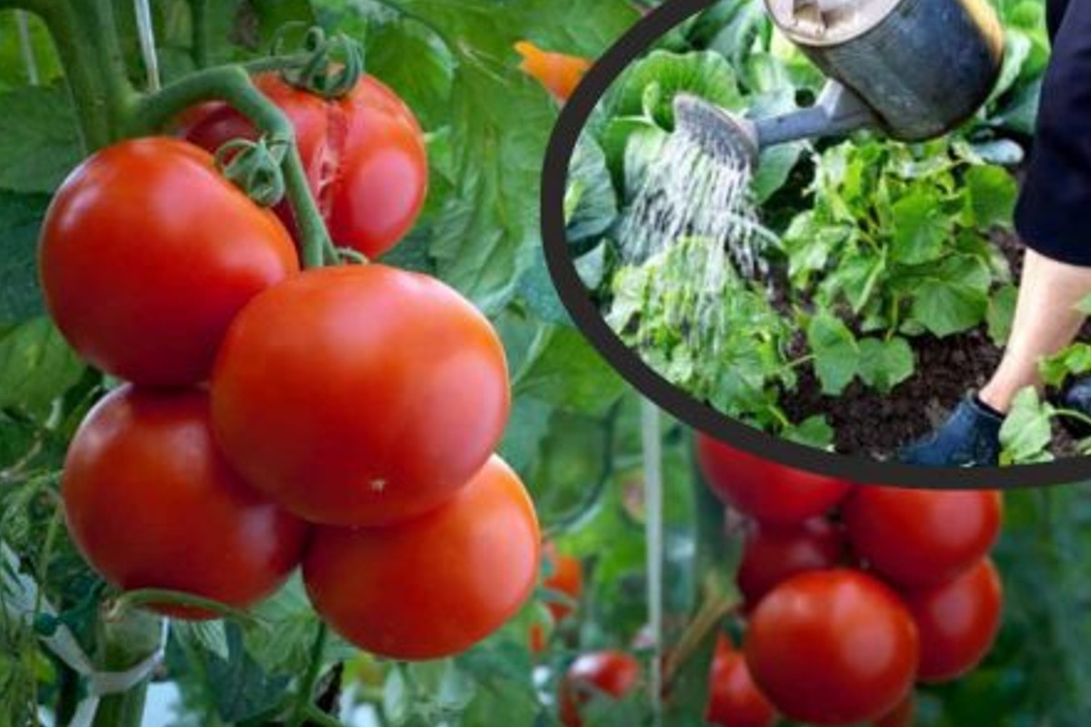 pomodori se li innaffi cosi pomodori 2