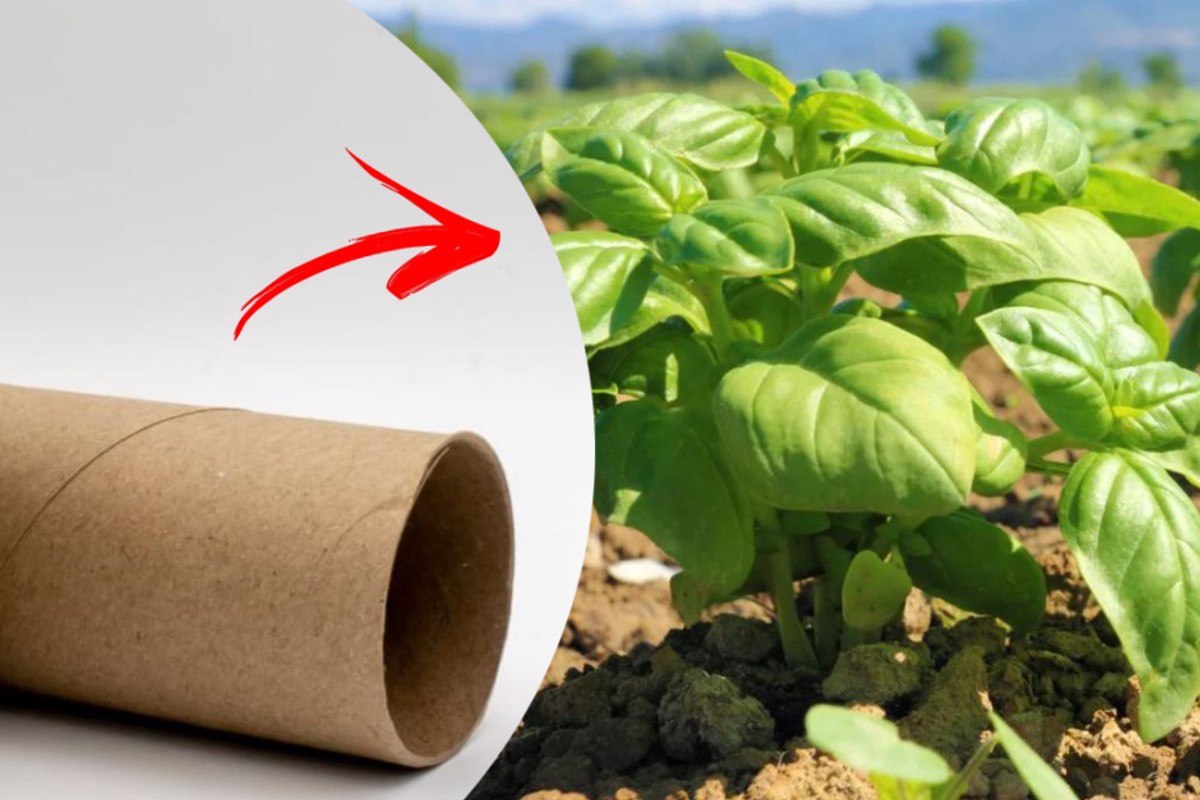 rotoli di carta igienica mettili rotoli carta igienica 2