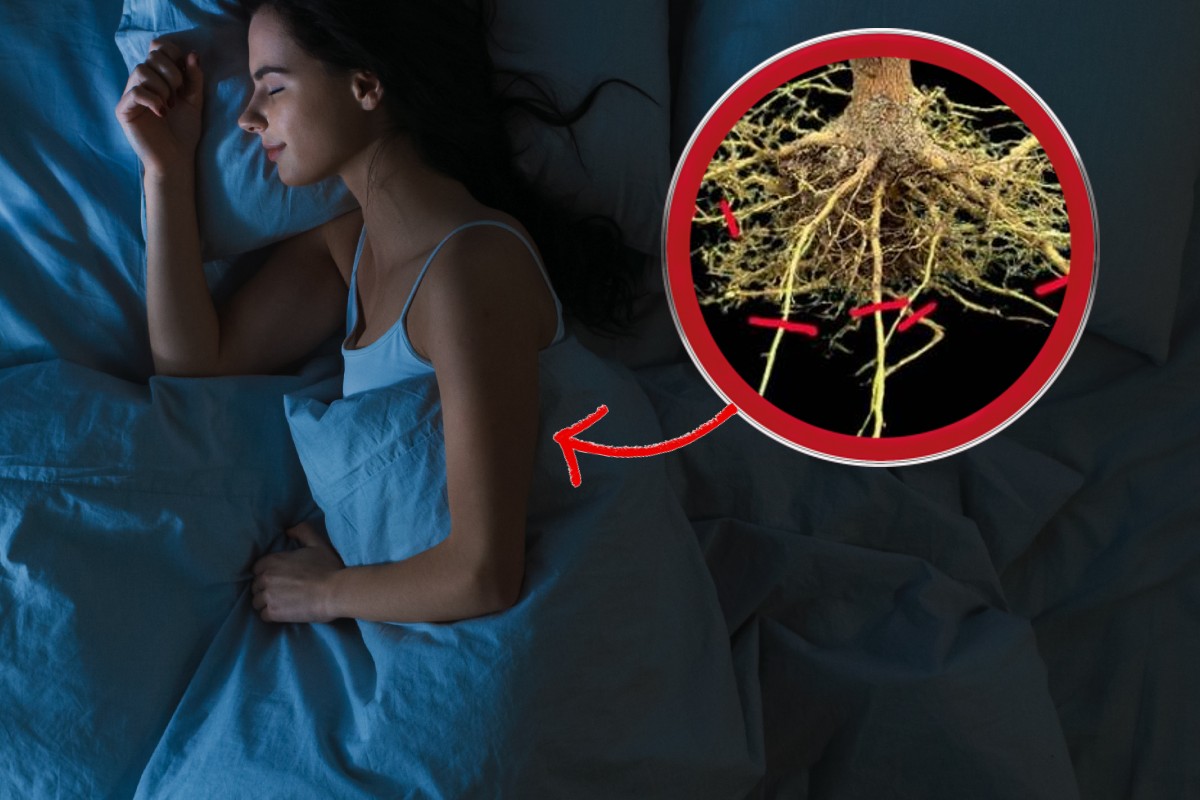 sansevieria trifasciata aiuta a dormire pianta in acqua