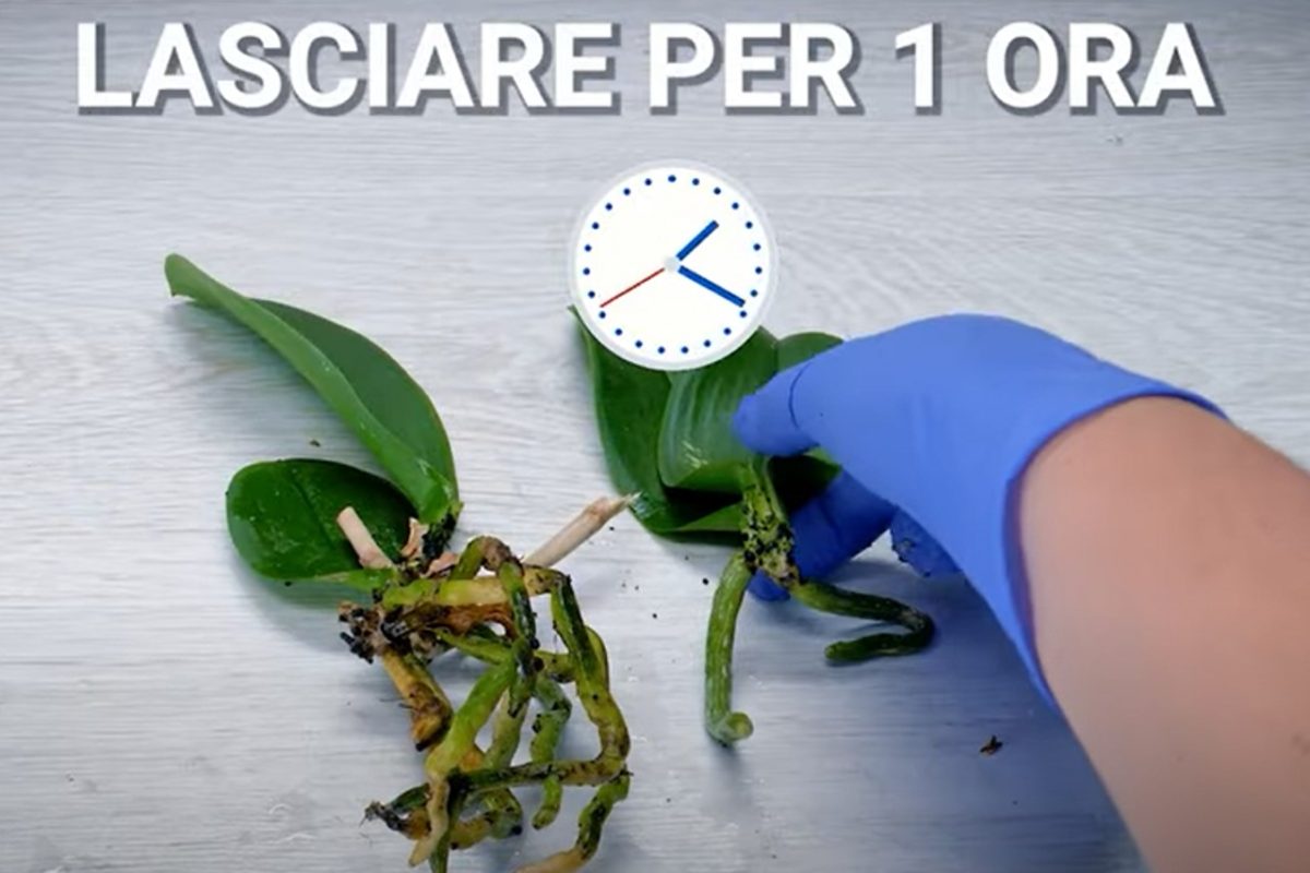 semplici metodi di propagazione delle come riprodurre lorchidea