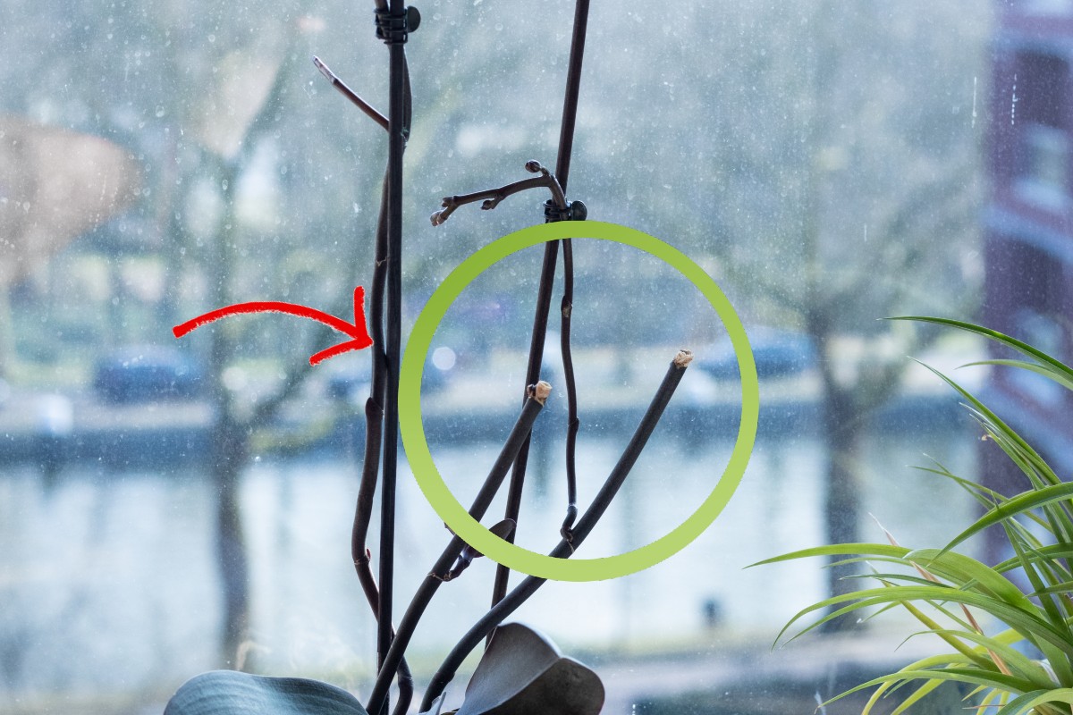 tagliare lo stelo sfiorito dellorchidea tagliare lo stelo alle orchidee