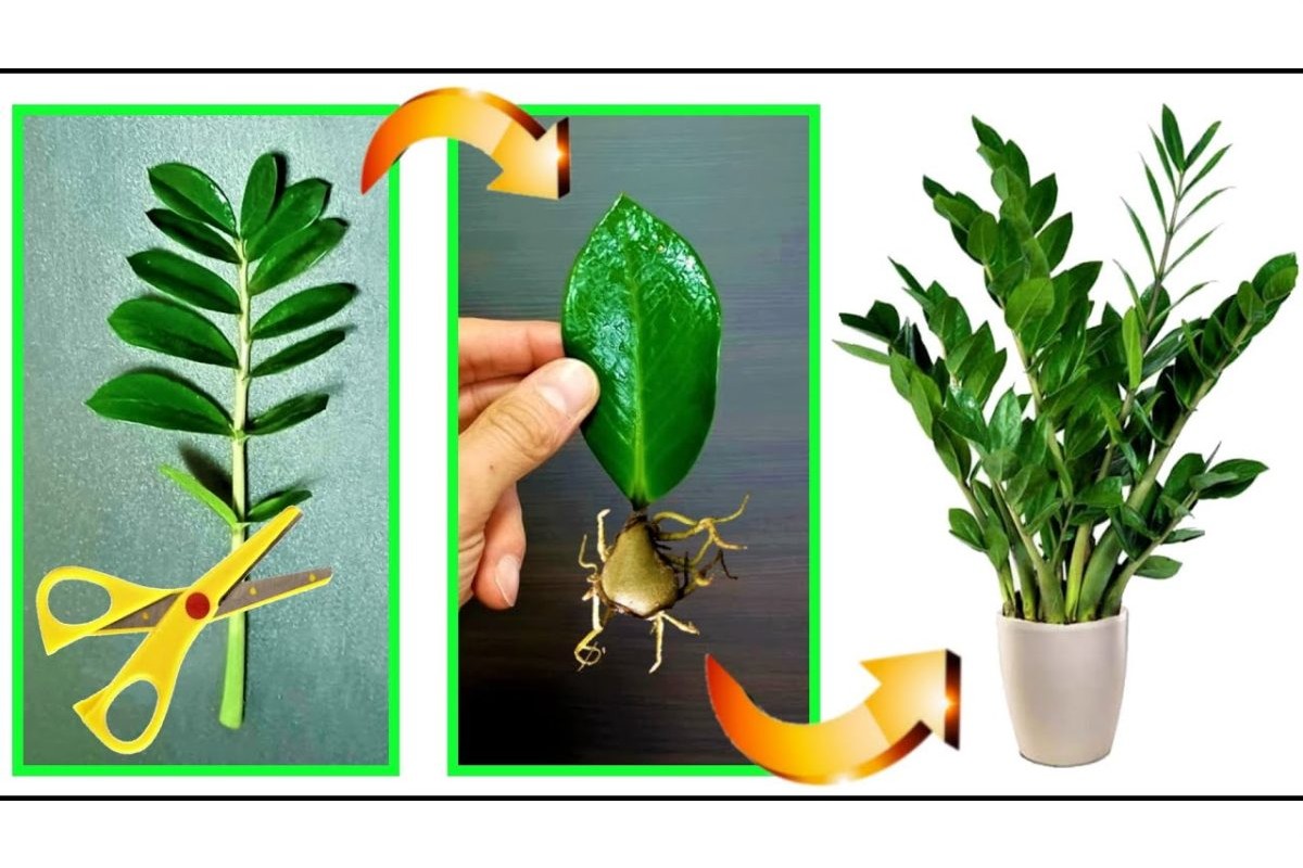 tecnica incredibile falla a pezzi pianta padre e pio