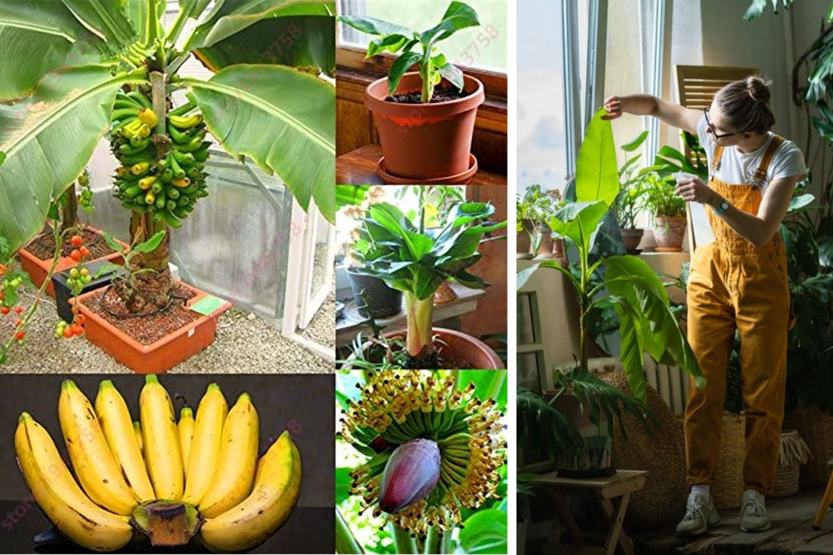 time lapse banana nascita e banano 1