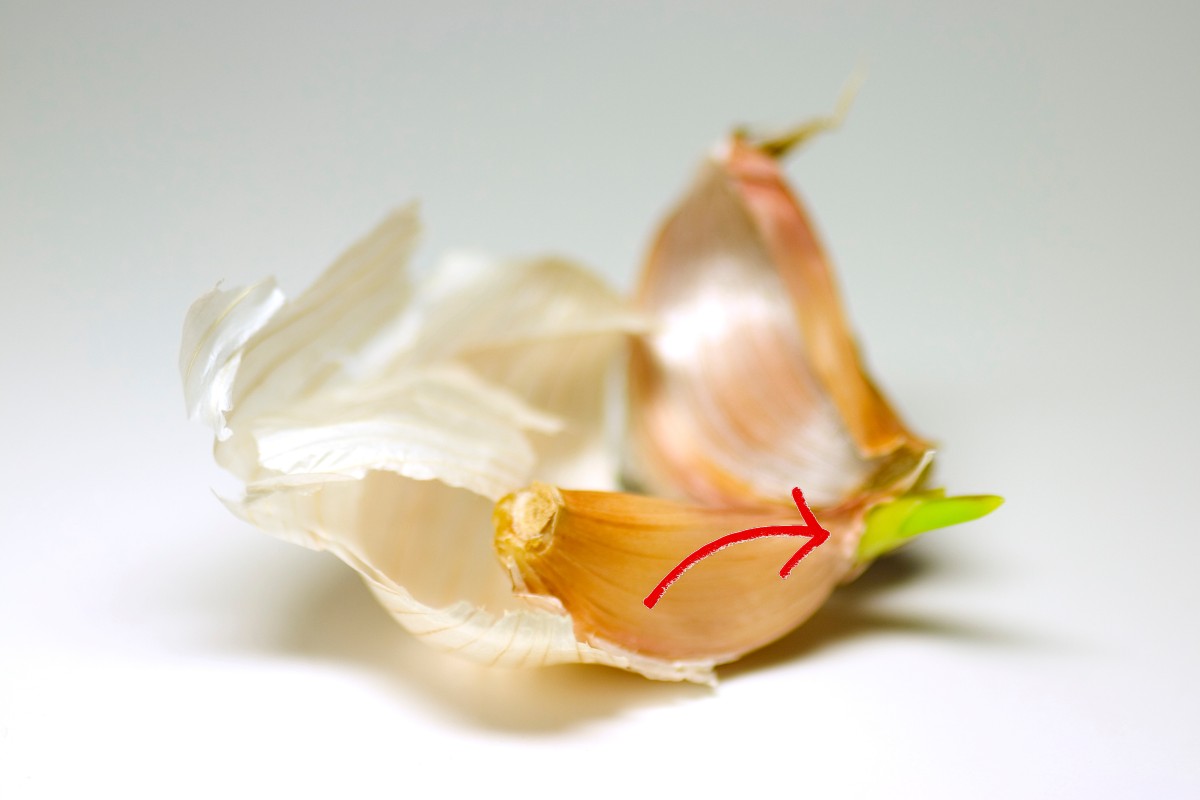 aglio evita questi tre errori aglio germogliato 3