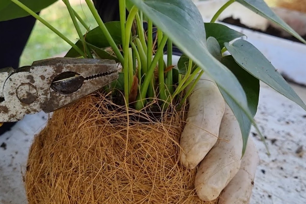 anthurium kokedama facilissimo fai Anthurium kokedama
