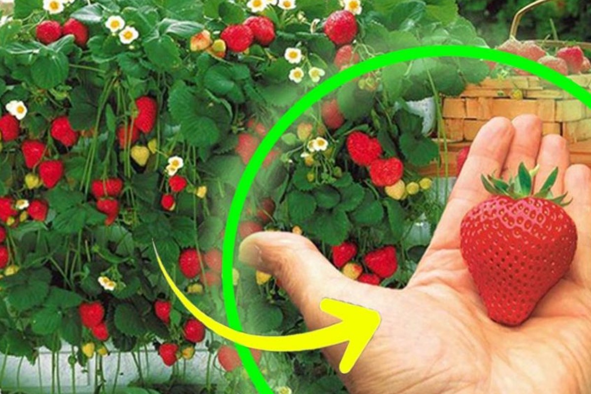 fragole coltivarle in casa e fragole 3