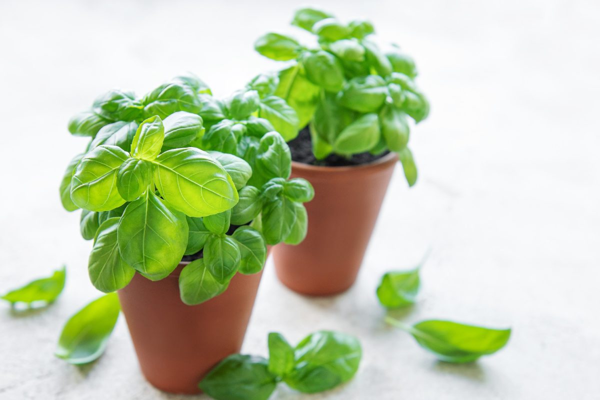 hai appena comprato una piantina 005