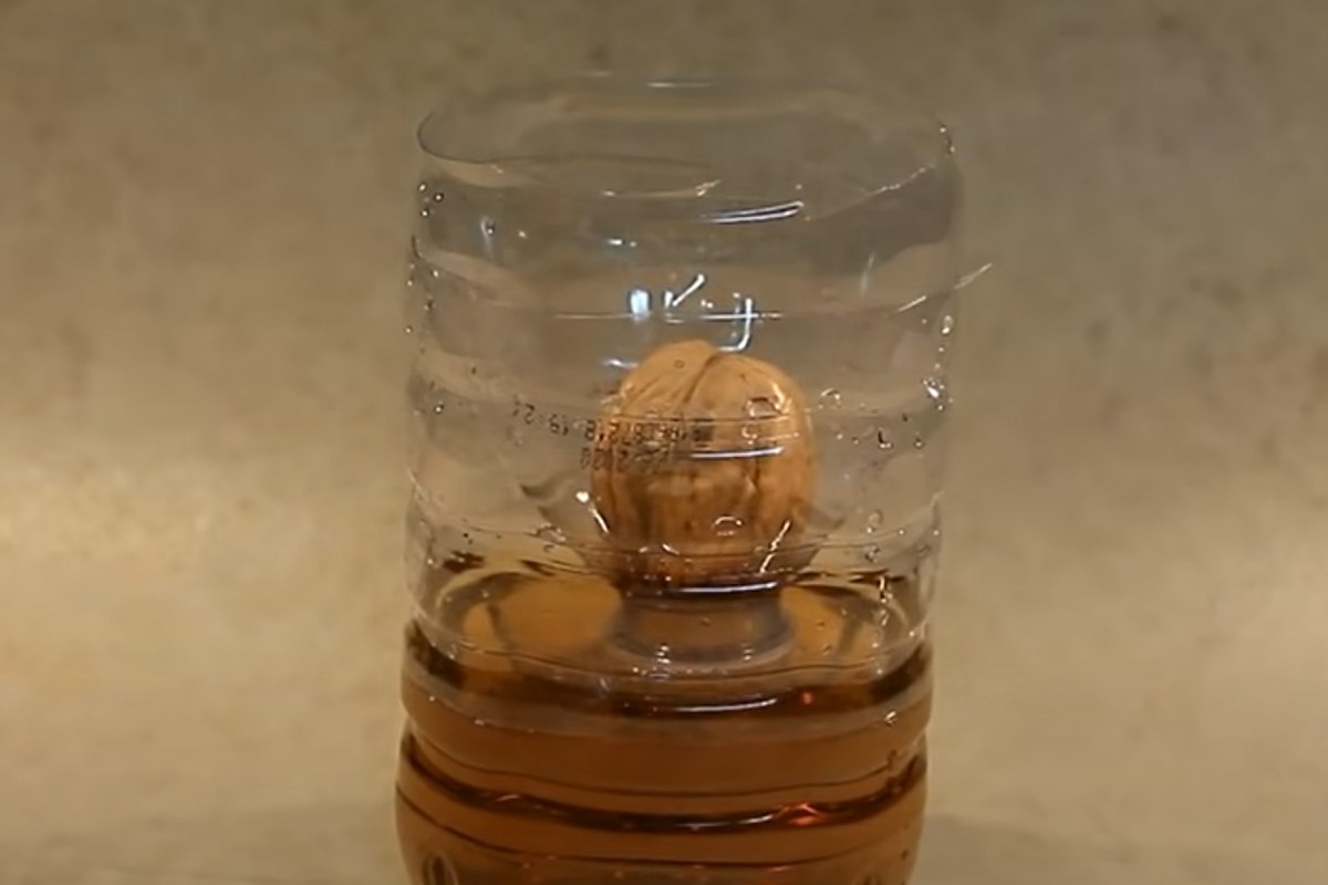 metti una noce dentro una noce nella bottiglia