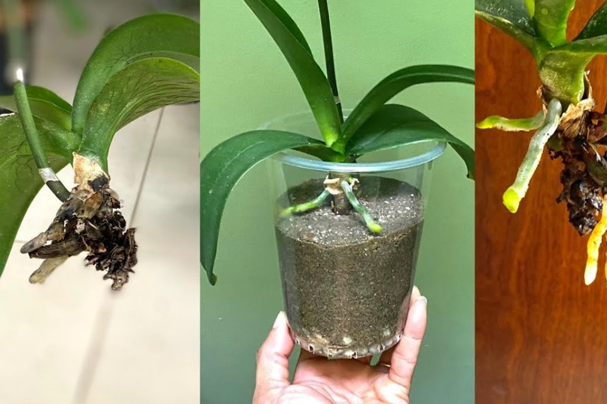 molti di voi non sanno orchidea 4