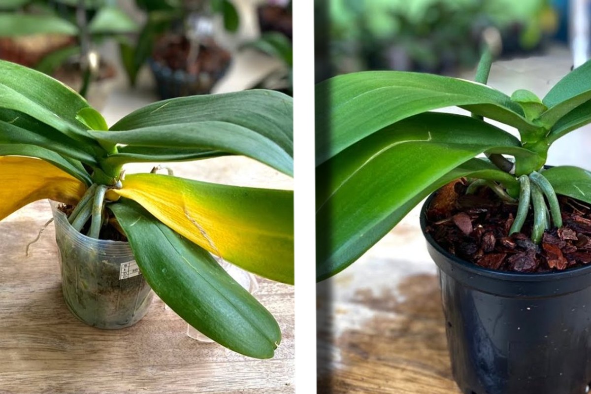 orchidea con foglie gialle il orchidee con foglie gialle